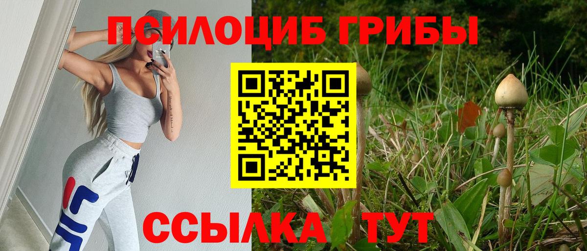 Галлюциногенные грибы Psilocybe Среднеуральск